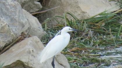 Küçük ak balıkçıl