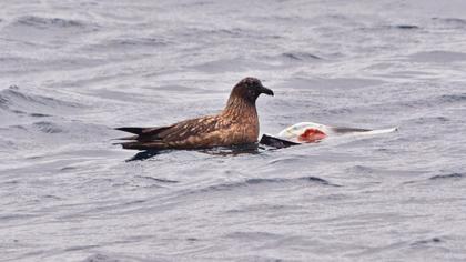 Büyük korsanmartı