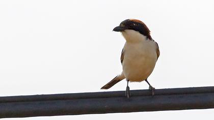 Kızılbaşlı örümcekkuşu