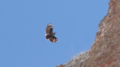 Duvar tırmaşıkkuşu