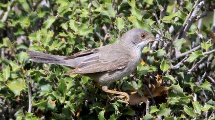 Karaboğazlı ötleğen