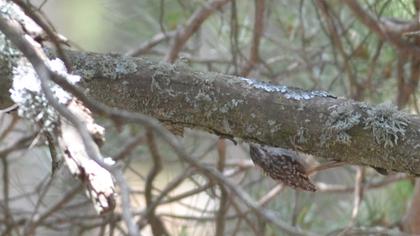 Bahçe tırmaşıkkuşu