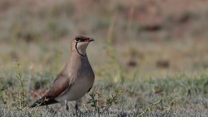 Bataklıkkırlangıcı