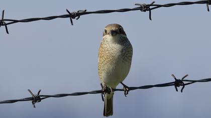Kızılsırtlı örümcekkuşu