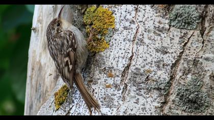 Bahçe tırmaşıkkuşu