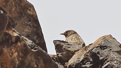 Büyük dağbülbülü