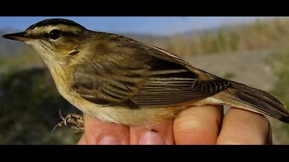 Kındıra kamışçını