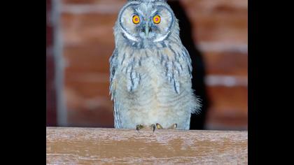 Kulaklı orman baykuşu