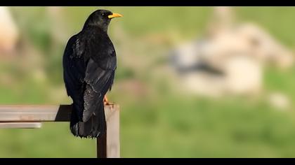 Sarıgagalı dağ kargası