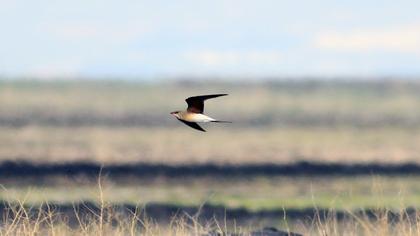 Bataklıkkırlangıcı