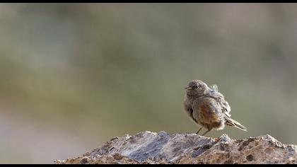 Büyük dağbülbülü