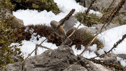 Büyük dağbülbülü