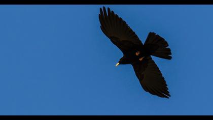 Sarıgagalı dağ kargası