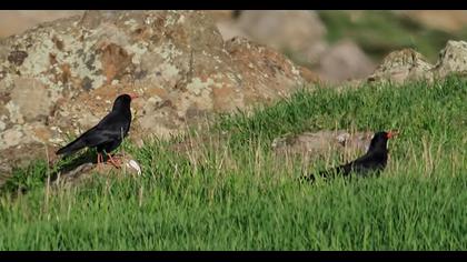 Kırmızıgagalı dağ kargası