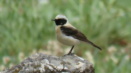 Black-eared Wheatear