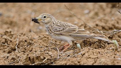 Türkistan çorak toygarı