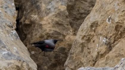 Duvar tırmaşıkkuşu