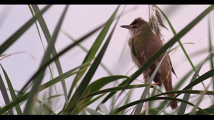 Büyük kamışçın