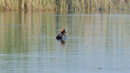 Red-crested Pochard
