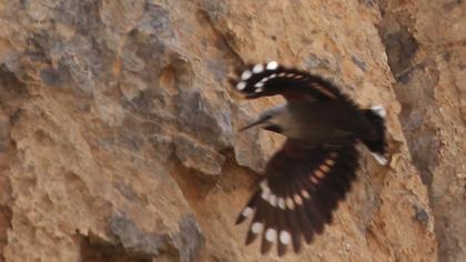 Duvar tırmaşıkkuşu