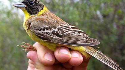 Karabaşlı kirazkuşu