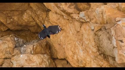 Duvar tırmaşıkkuşu