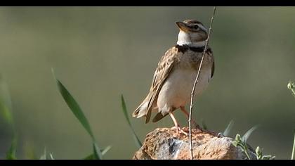 Küçük boğmaklı toygar