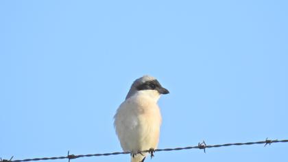 Karaalınlı örümcekkuşu