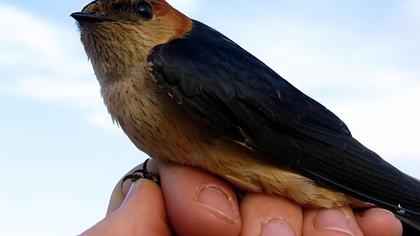 Kızıl kırlangıç