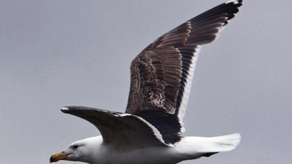 Büyük karasırtlı martı