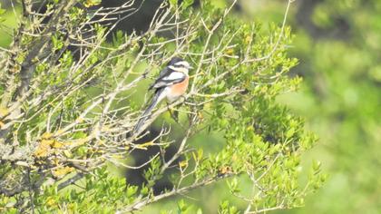 Maskeli örümcekkuşu