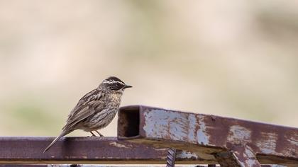 Sürmeli dağbülbülü