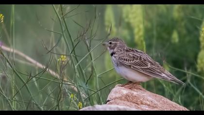 Küçük boğmaklı toygar