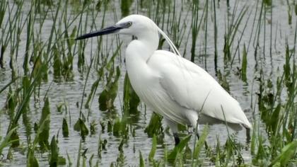 Küçük ak balıkçıl
