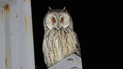 Kulaklı orman baykuşu