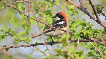 Kızılbaşlı örümcekkuşu