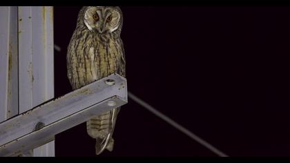 Kulaklı orman baykuşu