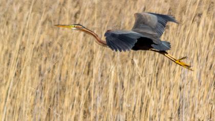 Erguvani balıkçıl