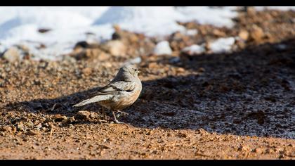 Büyük dağbülbülü