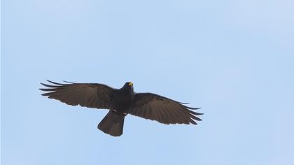 Sarıgagalı dağ kargası