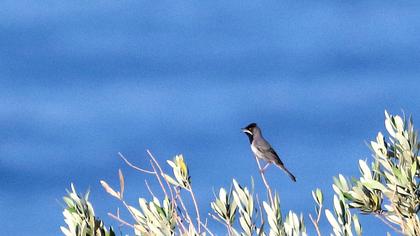 Karaboğazlı ötleğen