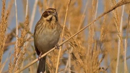 Bataklık Kirazkuşu