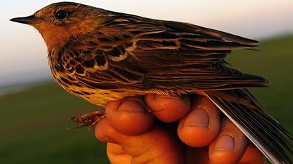 Kızılgerdanlı incirkuşu