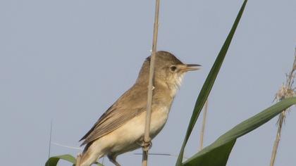 Eurasian Reed Warbler