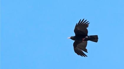 Kırmızıgagalı dağ kargası