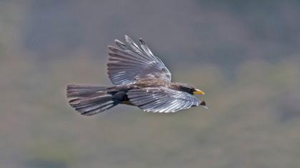 Sarıgagalı dağ kargası