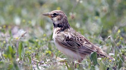 Küçük boğmaklı toygar