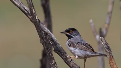Karaboğazlı ötleğen