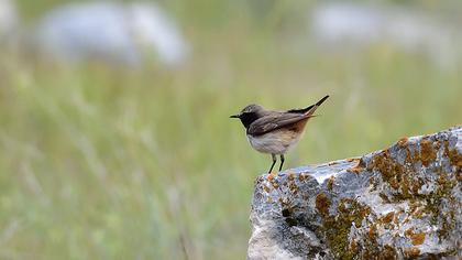 Kızılca kuyrukkakan