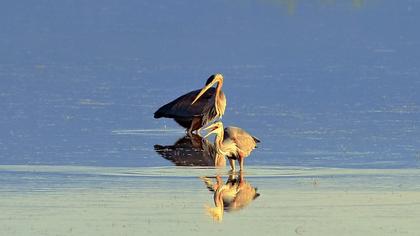 Erguvani balıkçıl